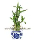 Lucky Bamboo
