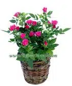 Pink Mini Roses