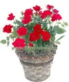 Red Mini Roses