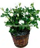 White Mini Roses