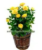 Yellow Mini Roses