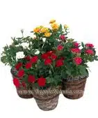 Mini Rose Combination