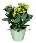 6-in Kalanchoe