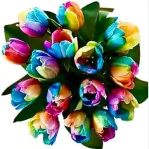 12 Rainbow Tulips