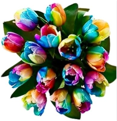 12 Rainbow Tulips