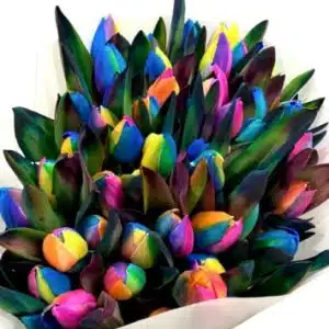 24 Tulips Rainbow Bouquet