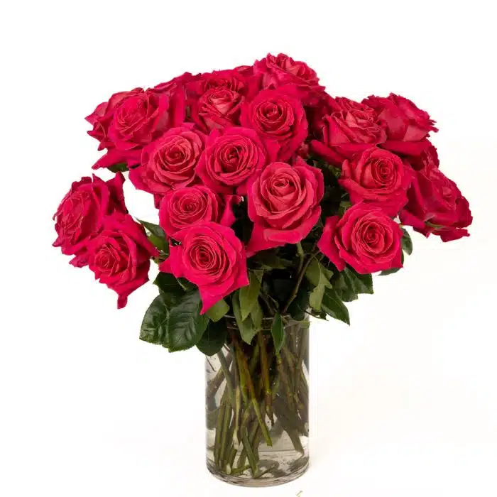 Hot Lady Roses