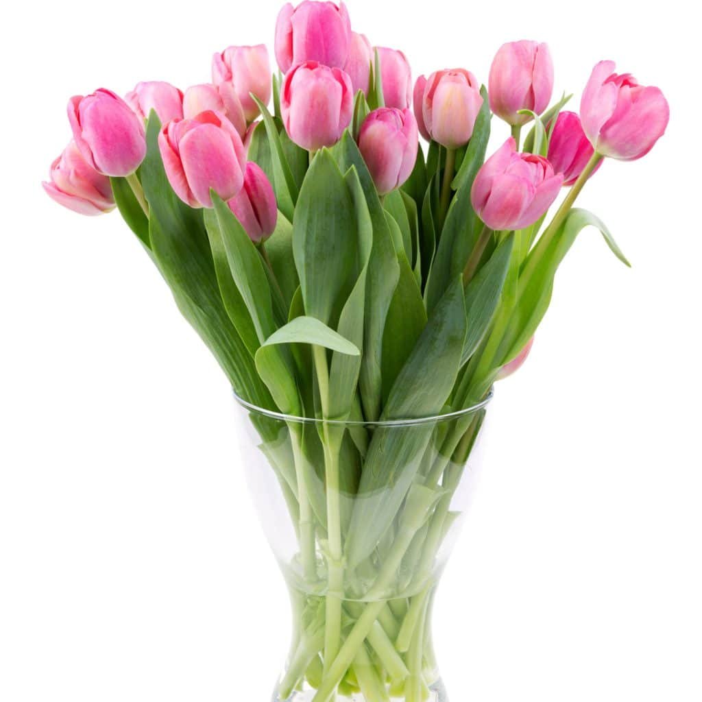 pink tulip in vase