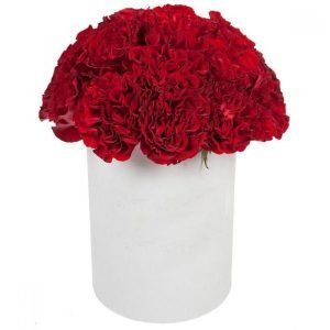 Carnation In Box