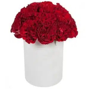 Carnation In Box