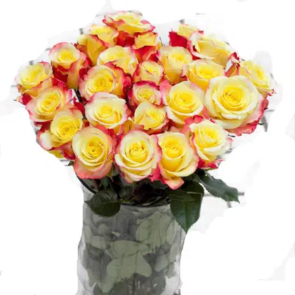 Deluxe Roses