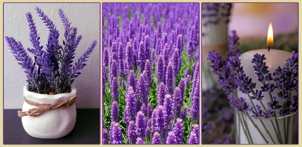 Lavender flower Lavender flower