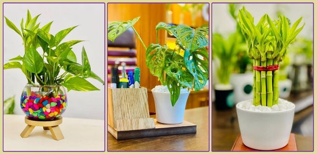 Potted Plants Gift For Teachers Potted Plants Gift For Teachers