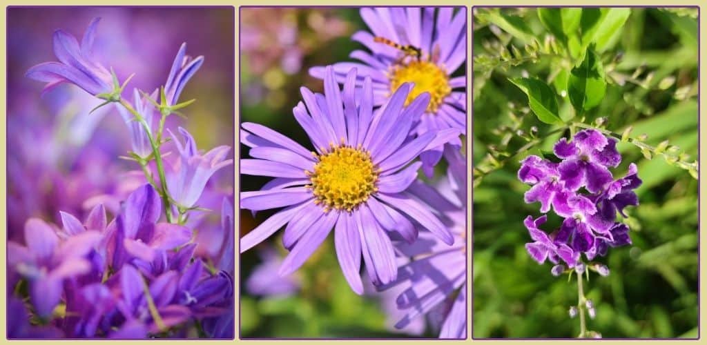 Purple Flowers Meaning Purple Flowers Meaning