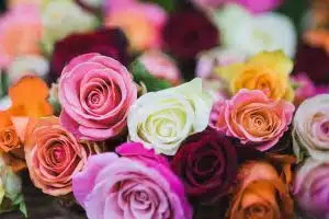 Mixed Rose Arrangements