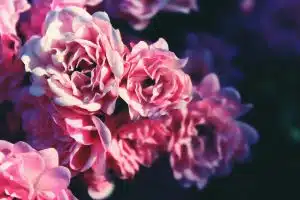 Pink Roses