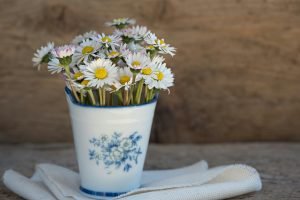 Daisies – The Sweetness of New Beginnings and Innocence
