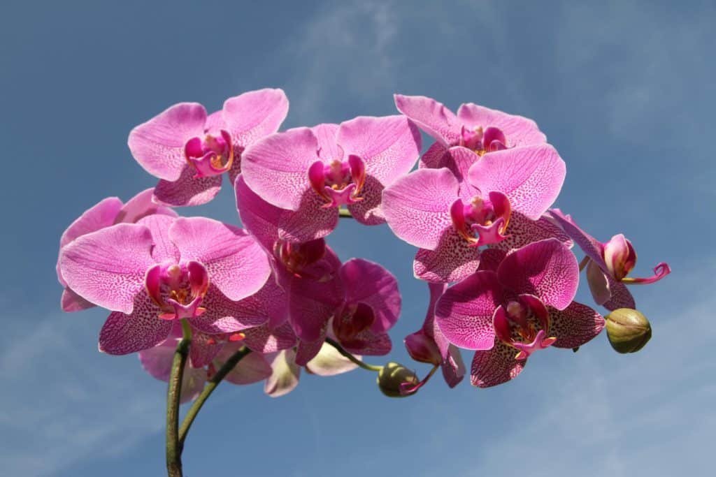 Pink Flowers
