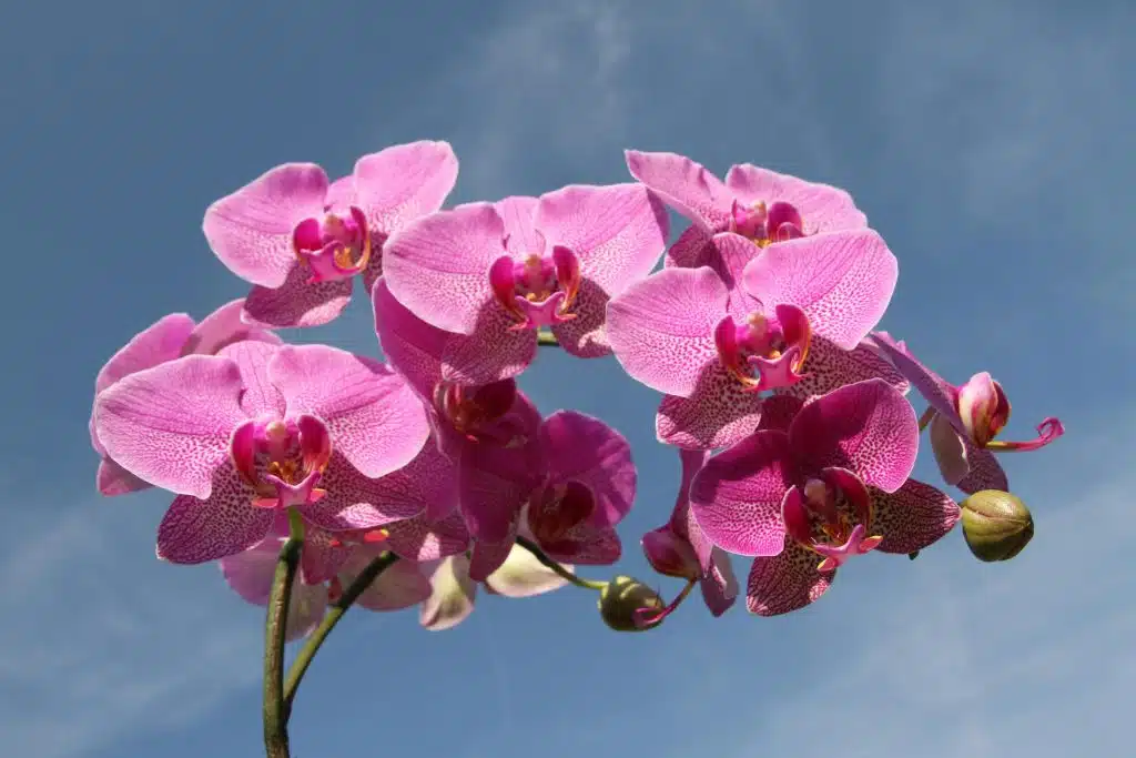 Pink Flowers