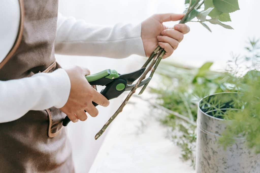 Top 10 Flower Care Tips