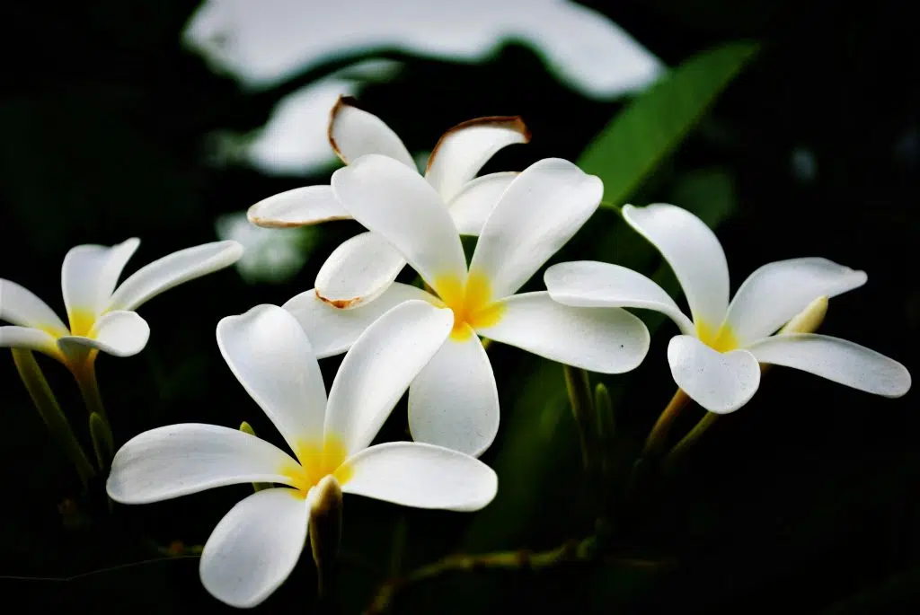 Tropical Flowers in the Philippines
