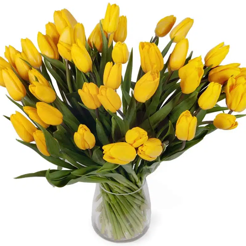 30 Yellow Tulip in Vase