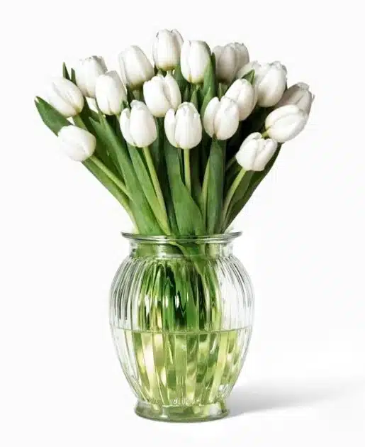 white tulip in vase
