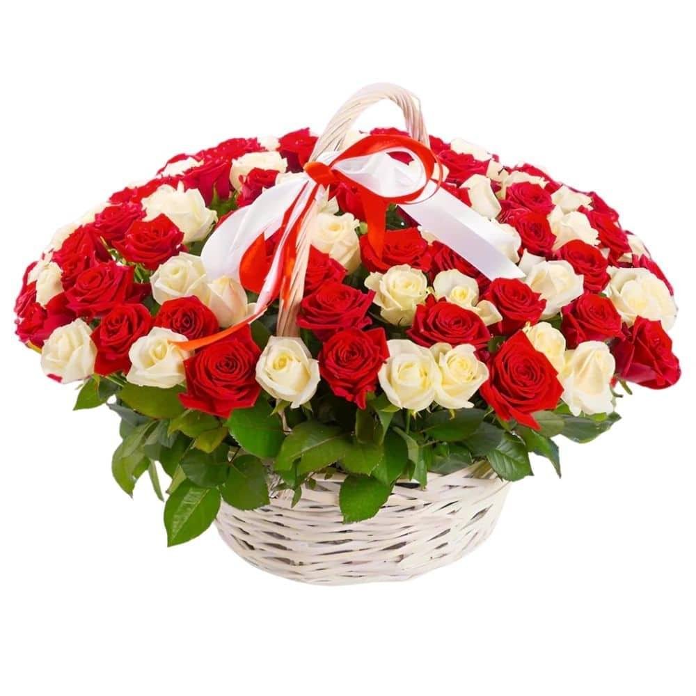 Fresh 100 Red and White Roses Basket